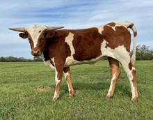 DGF Painted Ginger