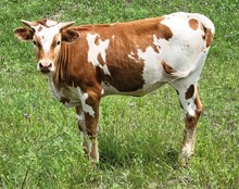 TCR Penelope Texana