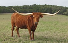 RR Ranch Diva