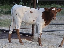 TCR Thelma