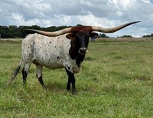 COWGIRL SPIRIT BCB