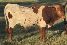 J & T's Blazing Thunder