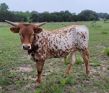 TCR Rural 50/50
