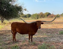 RR Ranch Diva