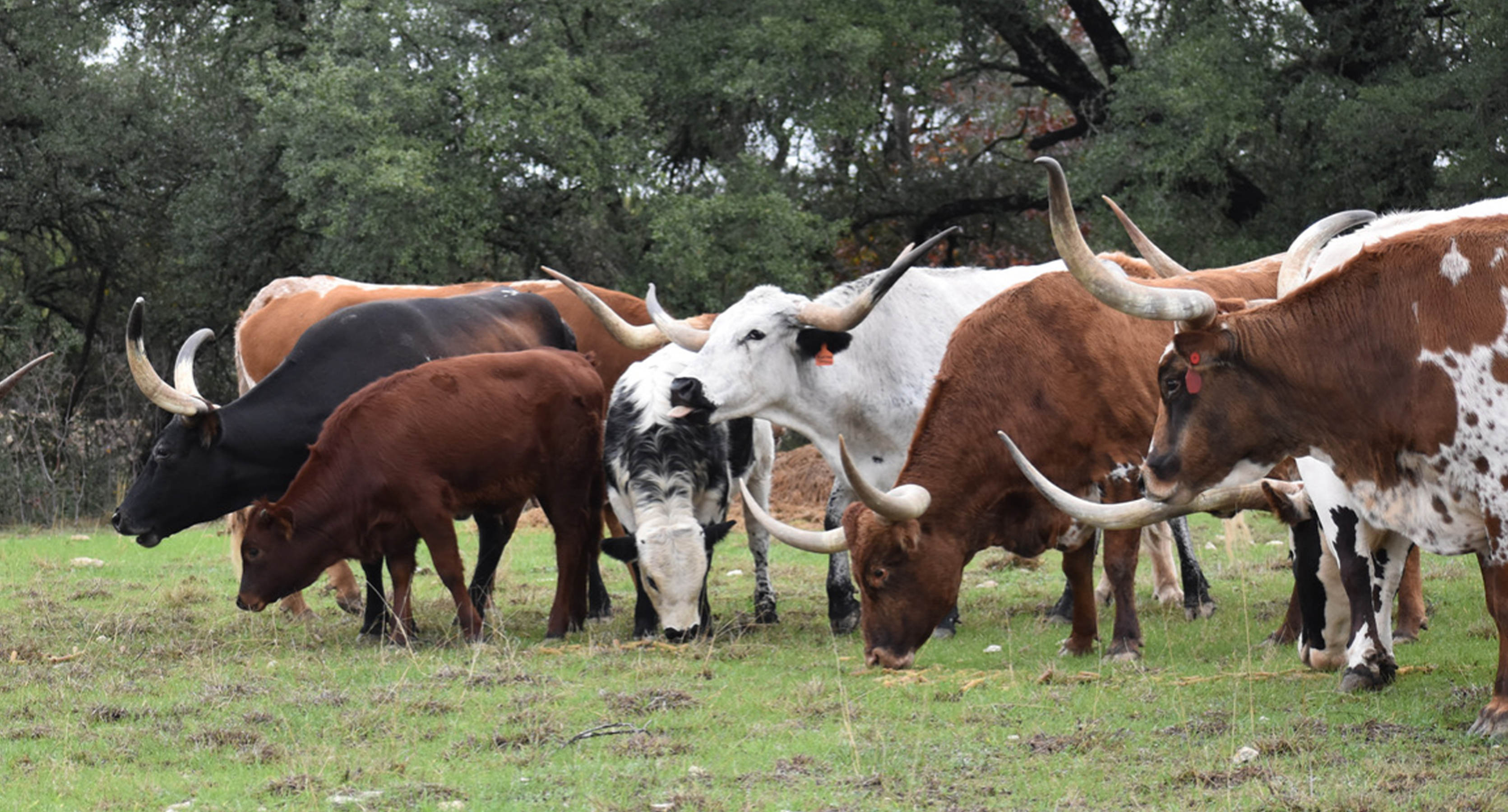 Twin Canyons Cattle Co.