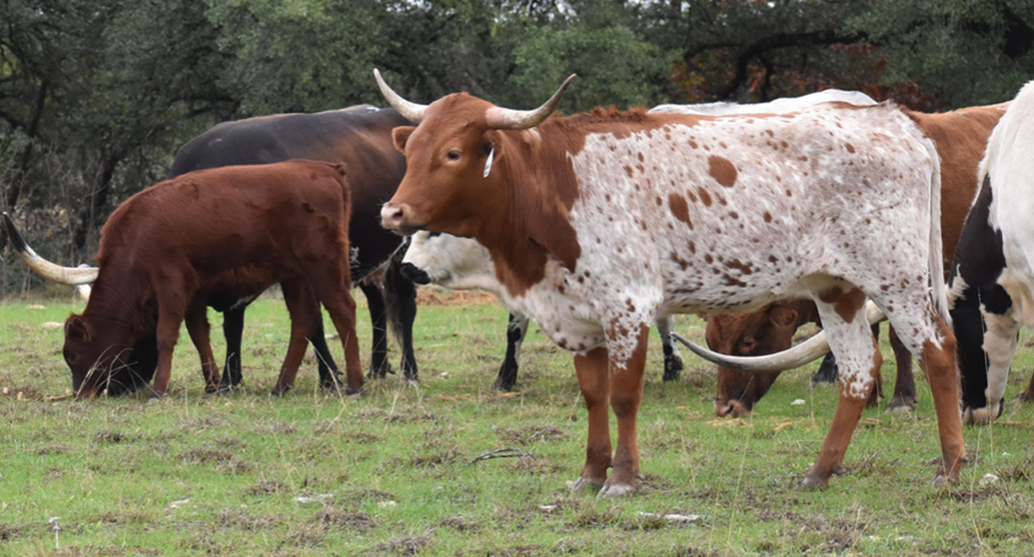 Twin Canyons Cattle Co.