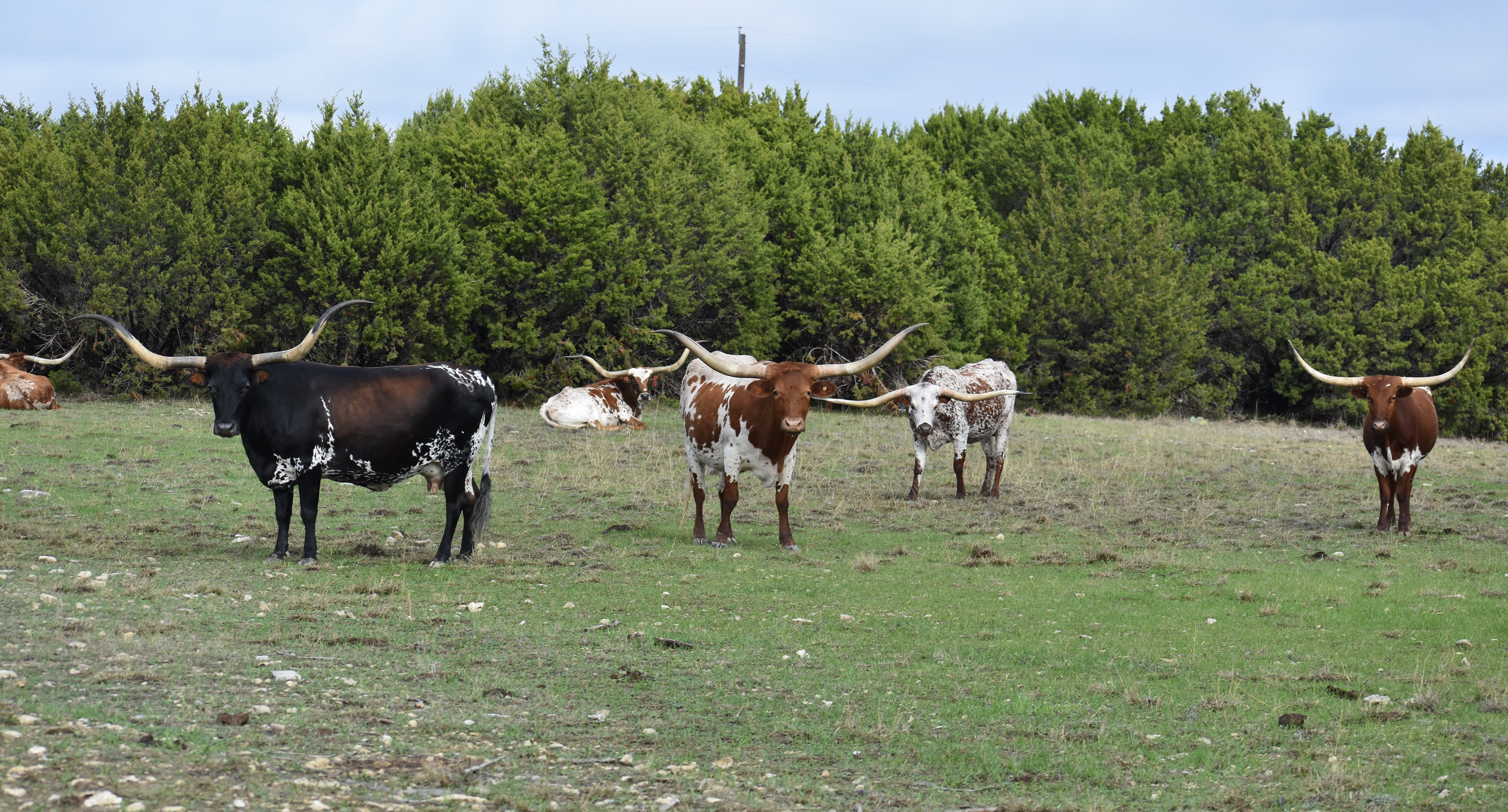 Twin Canyons Cattle Co.